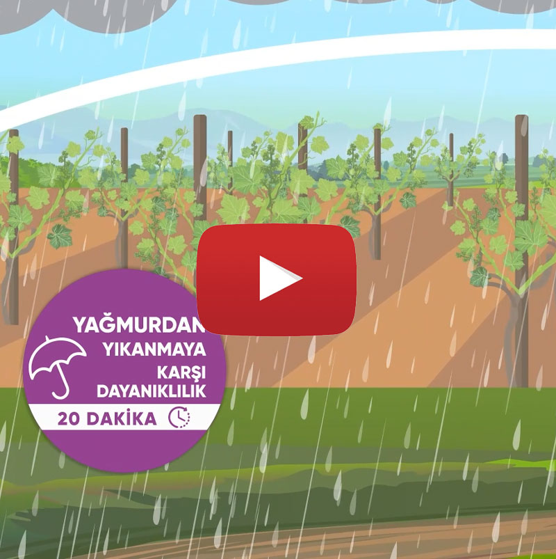 Vinabel Vinabria Animasyon FİNAL