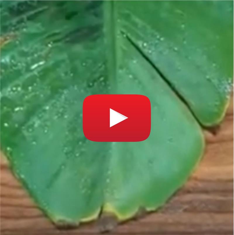 WETCİT NEO YÜKSEK PERFORMANSLI YAYILIM