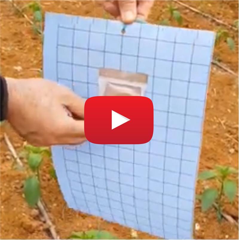 TRİPS FEROMON TUZAK KULLANIMI