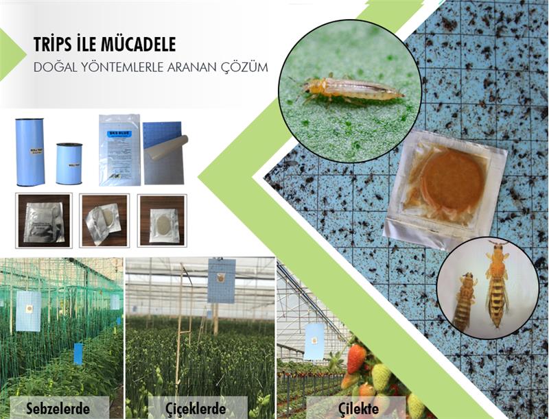 ÇİLEKTE TRİPS İLE MÜCADELE ARGE ÇALIŞMALARIMIZ