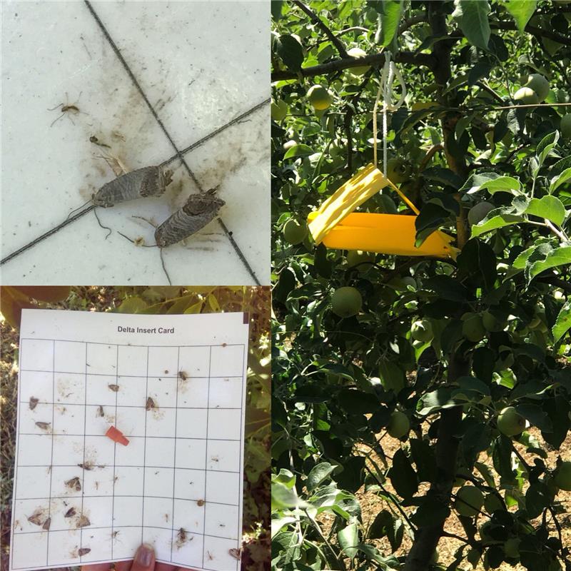 ELMA İÇ KURDU İLE MÜCADELE ARGE ÇALIŞMALARIMIZ