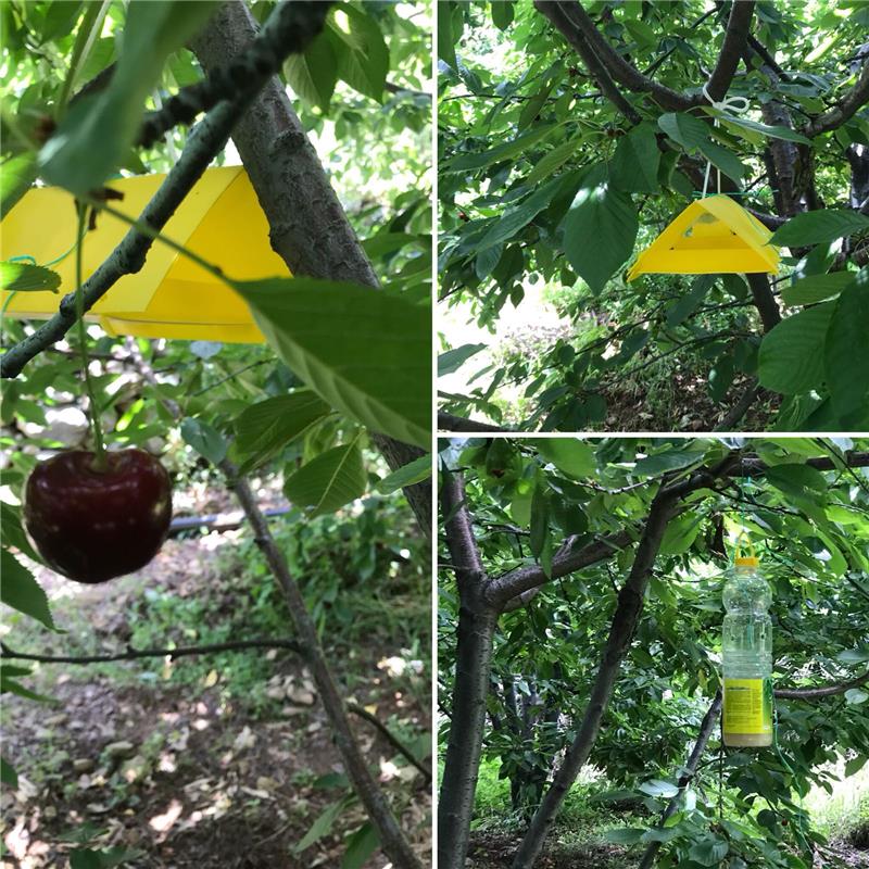 KİRAZ SİNEĞİ İLE MÜCADELE ARGE ÇALIŞMALARIMIZ