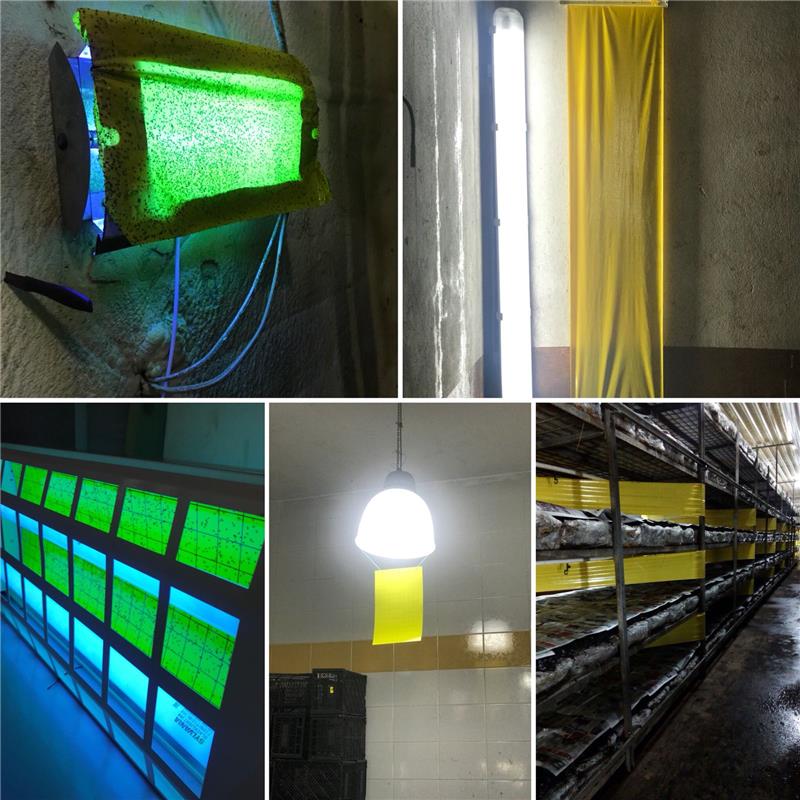 MANTAR SİNEĞİ İLE MÜCADELE ARGE ÇALIŞMALARIMIZ