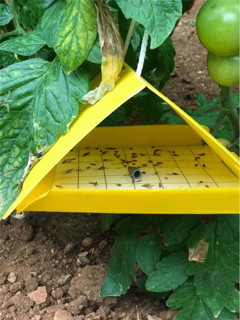 Multi Season Delta Traps