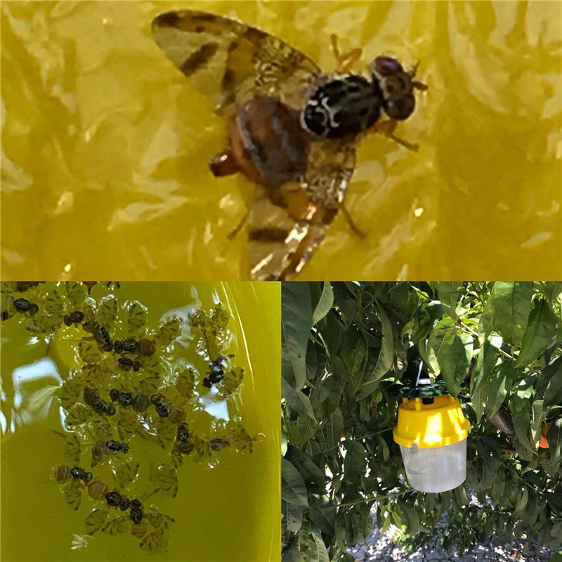 AKDENİZ MEYVE SİNEĞİ İLE MÜCADELE ARGE ÇALIŞMALARIMIZ