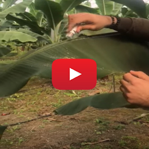 MUZ SERAMIZDA BİYOLOJİK MÜCADELE