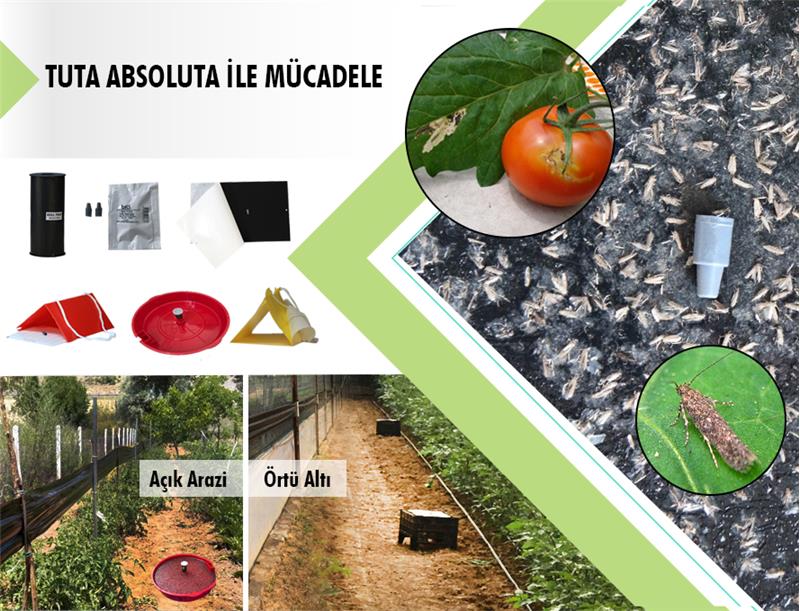 TUTA ABSOLUTA İLE MÜCADELE ARGE ÇALIŞMALARIMIZ